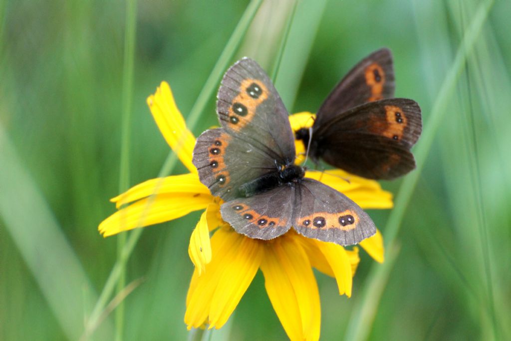 Quale erebia? Erebia euryale